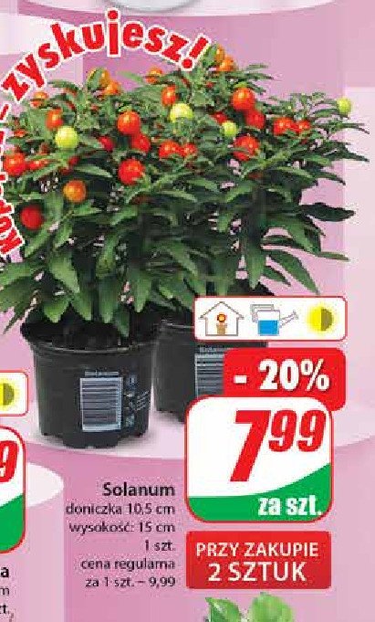 Solanum 15-20 cm doniczka 10.5 cm promocja