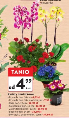 Kwiat doniczkowy Róża don. 12 cm promocja w Intermarche