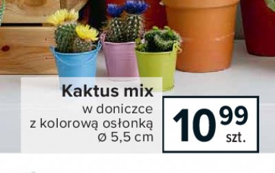 Kaktus w don. 5.5 cm promocja