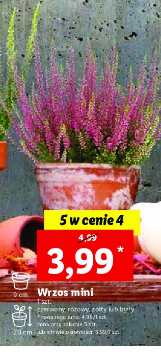Wrzos mini don. 9 cm promocja