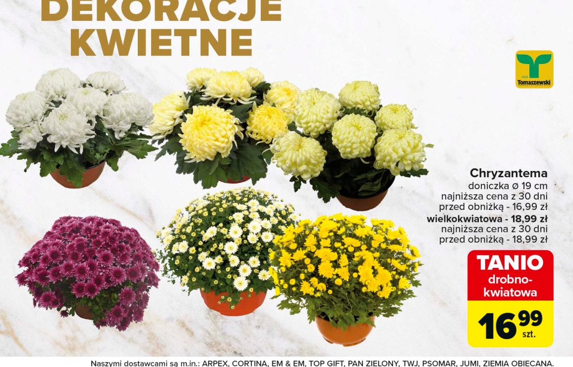 Chryzantema drobnokwiatowa w misie 19 cm Tomaszewski promocja