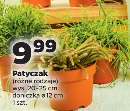 Patyczak don. 12 cm promocja