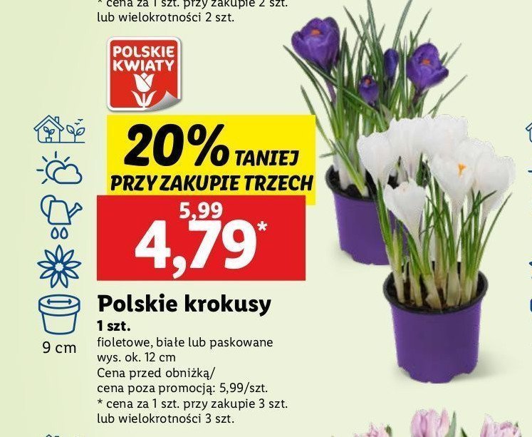 Krokus biały 12 cm promocja