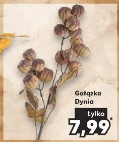 Ga艂膮zka dynia promocja