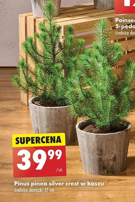 Pinus pinea silver crest w koszu 17 cm promocja w Biedronka