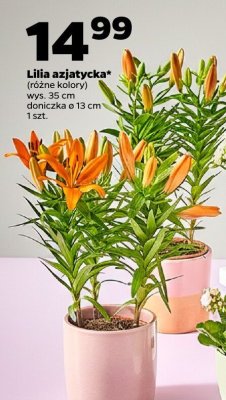 Lilia azjatycka różne kolory wys. 35 cm doniczka ø 13 cm 1 szt. promocja w Netto