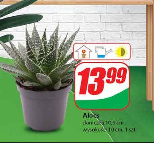 Aloes 10.5 cm promocja