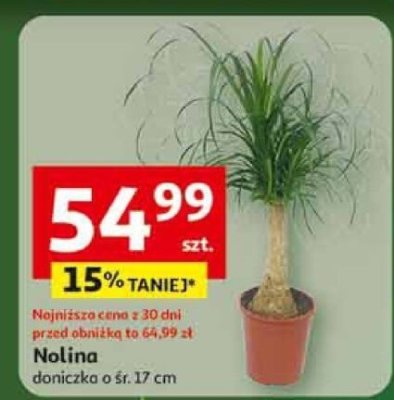 Nolina doniczka o śr. 17 cm promocja w Auchan