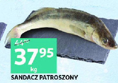 Sandacz patroszony promocja