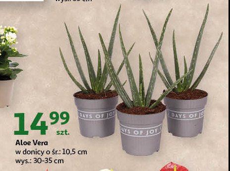 Aloe vera don. 10.5 cm promocja