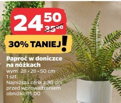 Paproć w doniczce 28x28x50 cm, 2 kolory promocja w Netto