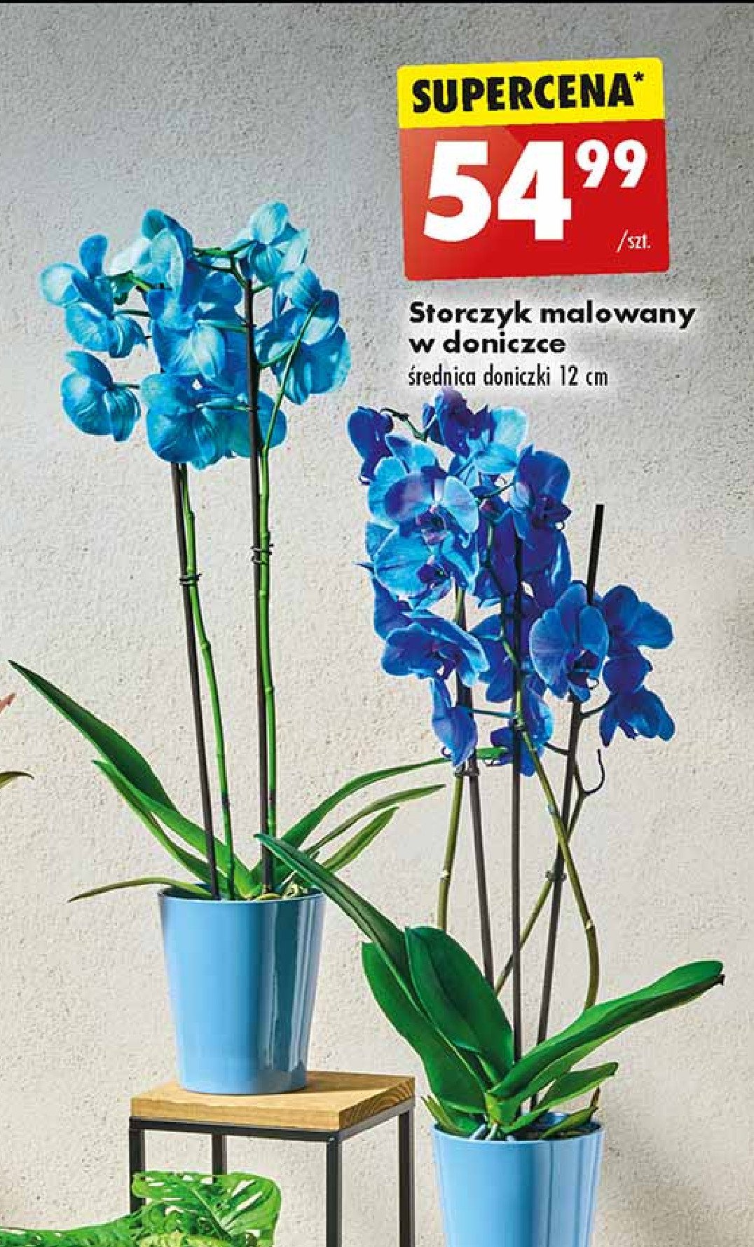 Storczyk malowany 12 cm promocja w Biedronka