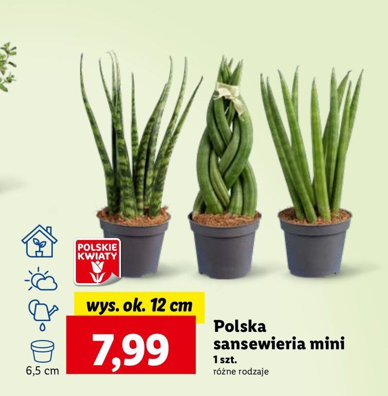 Sansewieria 12 cm promocja