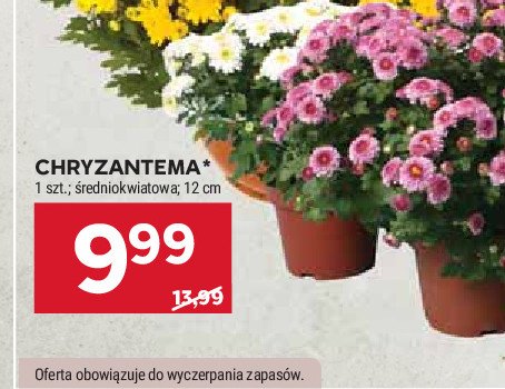 Chryzantema 12 cm promocja