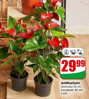Roślina doniczkowa Anthurium promocja w Dino