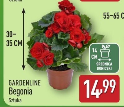 Begonia GARDENLINE promocja w Aldi