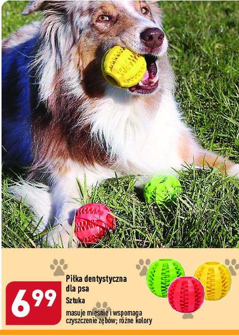 Piłka dentystyczna dla psa promocja