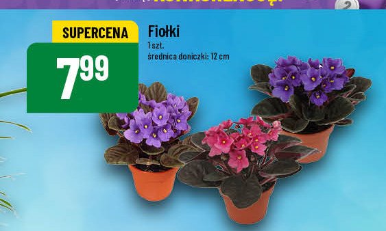 Fiołek promocja