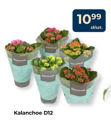 Kalanchoe D12 promocja w PSB Mrówka