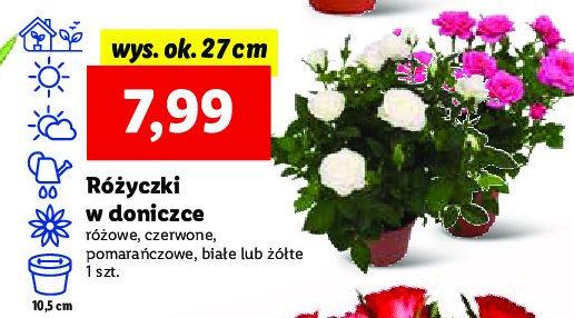 Różyczki w doniczce 10.5 cm różowe promocje