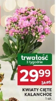 Kwiaty cięte Kalanchoe promocja w Stokrotka
