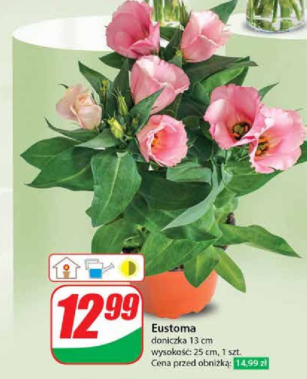 Eustoma wys. 25 cm promocja