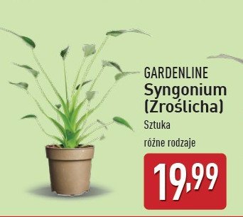 Syngonium GARDEN LINE promocja w Aldi