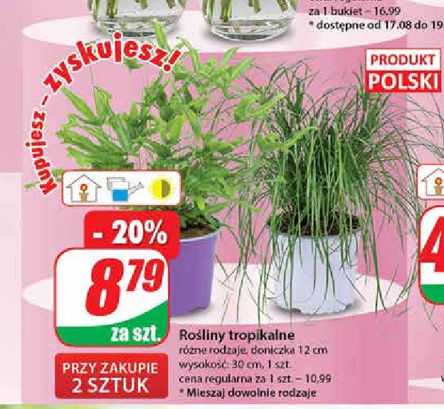 Ro艣liny tropikalne wys. 25 cm mix promocja