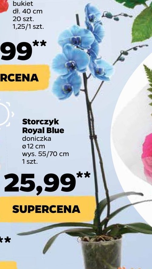 Storczyk phalaenopsis 1 pęd royal blue promocje