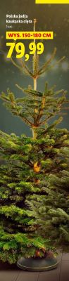 Choinka polska jodła kaukaska cięta promocja w Lidl