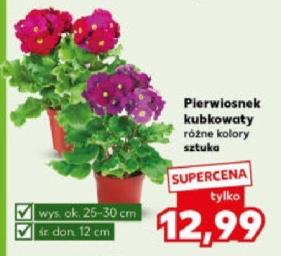 Pierwiosnek kubkowaty różne kolory promocja w Kaufland