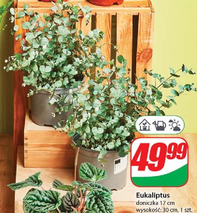 Eukaliptus promocja w Dino