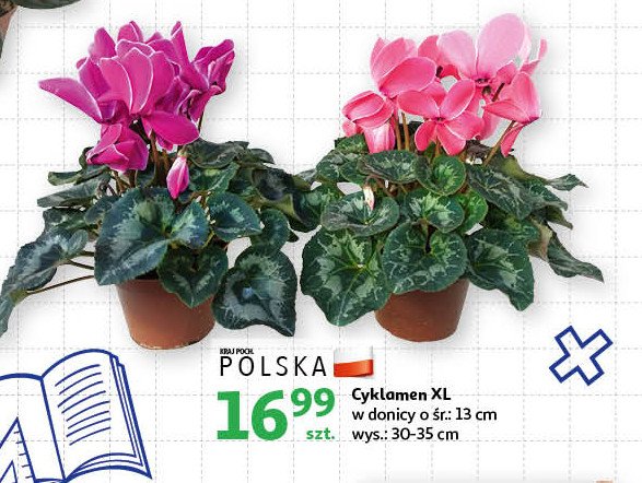Cyklamen 13 cm promocja