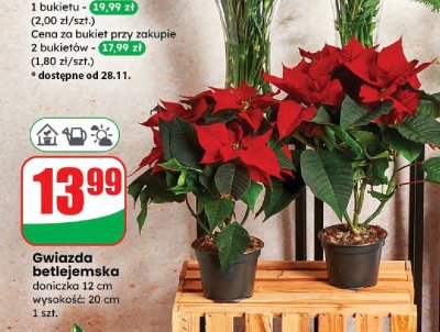 Gwiazda betlejemska promocja w Dino