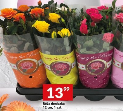 Róża doniczka 12 cm, 1 szt. promocja w Twój Market