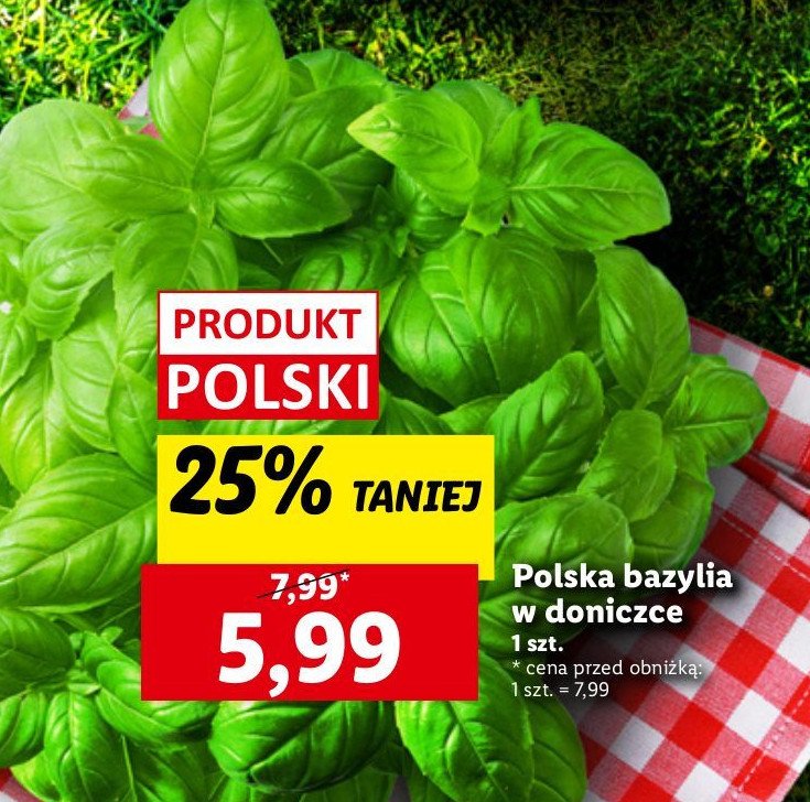 Bazylia promocja w Lidl