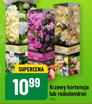 Krzewy hortensja promocja