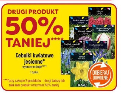 Cebulki kwiatowe jesienne promocja w POLOmarket
