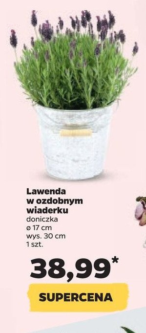Lawenda kwitn膮ca 17 cm w matalowym wiaderku promocja