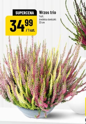 Wrzos trio promocja w POLOmarket