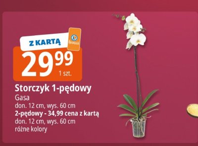 Storczyk 1-pędowy Gasa różne kolory promocja w Leclerc
