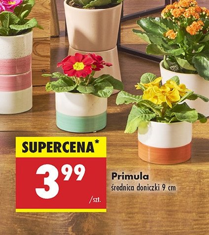 Primula 9 cm promocja