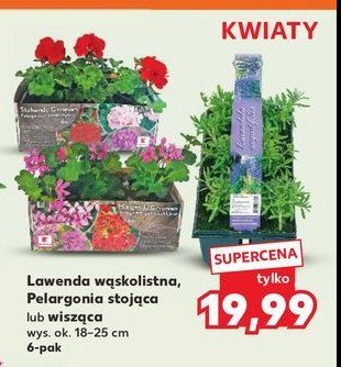 Pelargonia stoj膮ca promocja