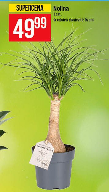 Nolina 14 cm promocja