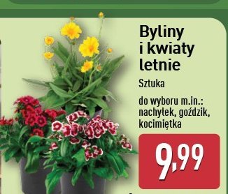 Nachyłek promocja w Aldi