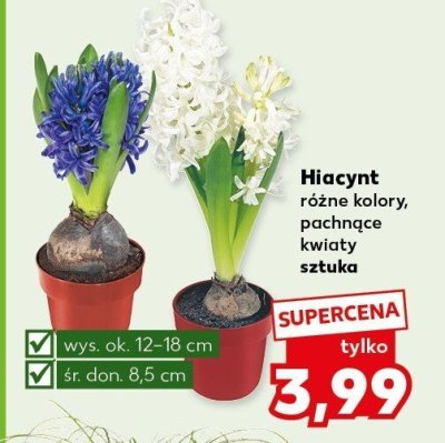 Hiacynt różne kolory promocja w Kaufland