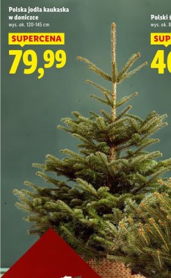 Polska jodła kaukaska w doniczce promocja w Lidl