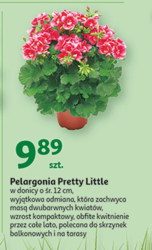 Pelargonia pretty little don. 12 cm promocja