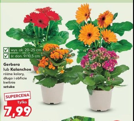 Gerbera mix don. 10.5 cm promocja w Kaufland