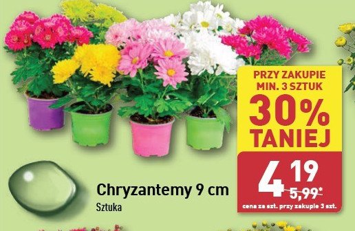 Chryzantema śr. donicy 19 cm. promocja w Aldi